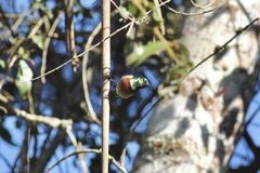 Cinnyris usambaricus