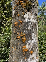 Teloschistes flavicans