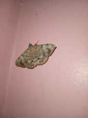 Anticarsia