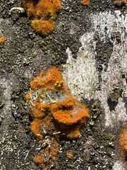 Teloschistes flavicans