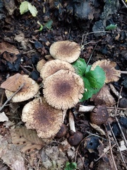 Lacrymaria echiniceps