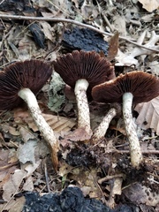 Lacrymaria echiniceps