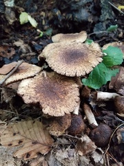 Lacrymaria echiniceps