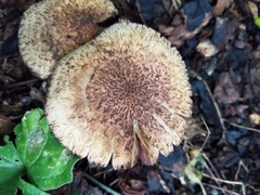 Lacrymaria echiniceps