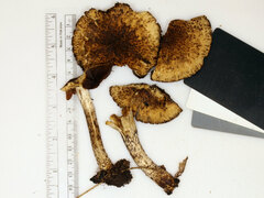 Lacrymaria echiniceps