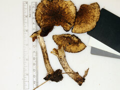 Lacrymaria echiniceps