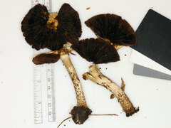 Lacrymaria echiniceps