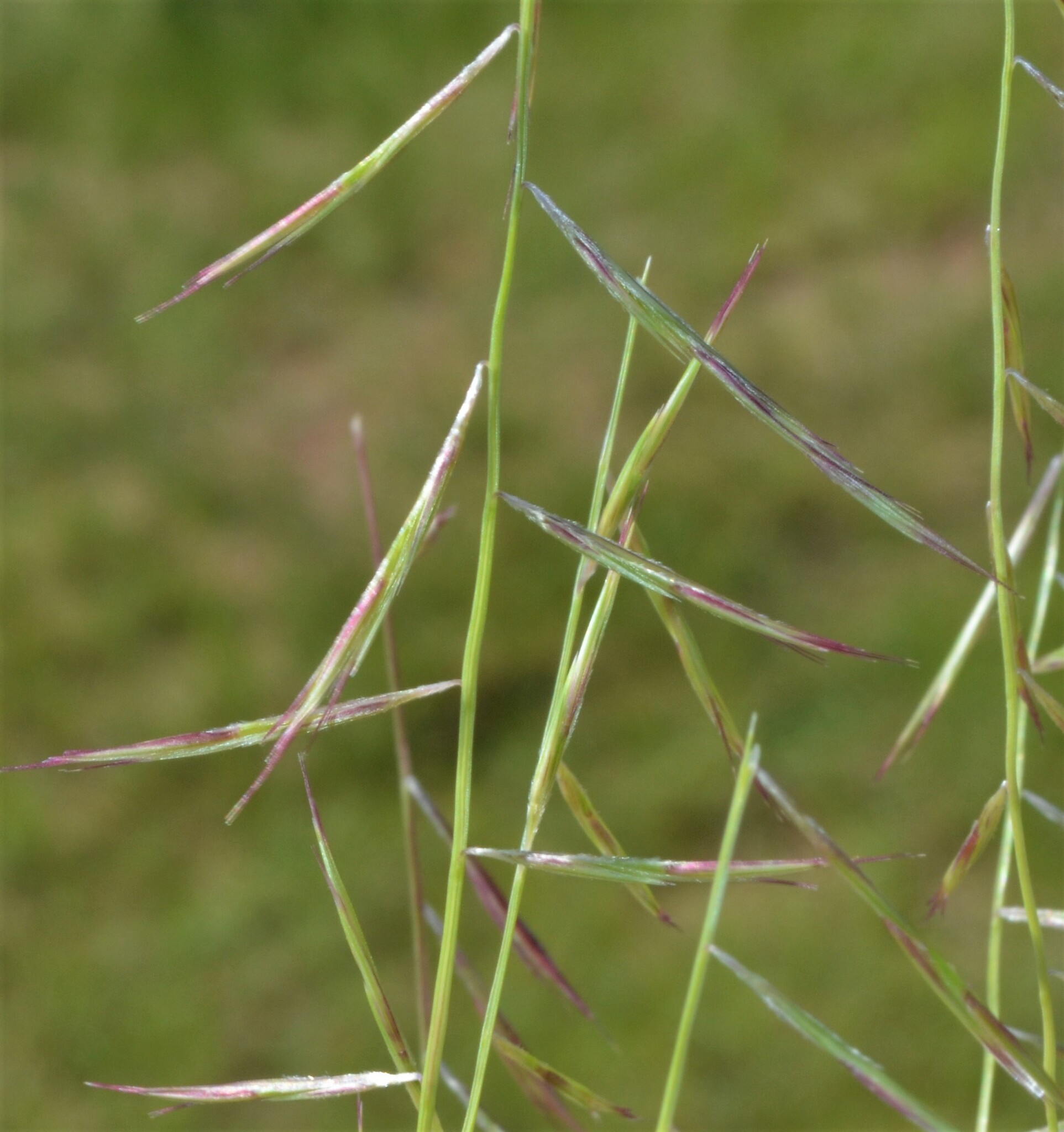 Bouteloua aristidoides