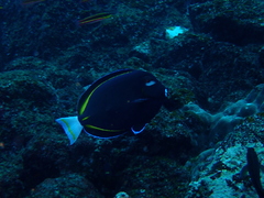 Acanthurus nigricans