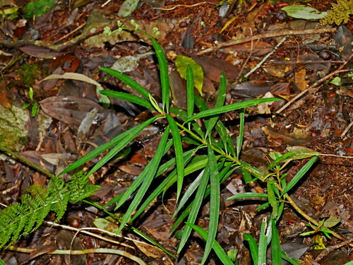 Podocarpus fasciculus, photograph 5