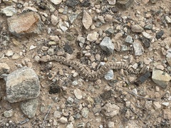Crotalus cerastes