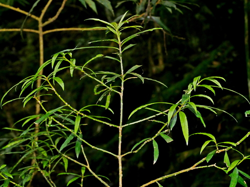 Podocarpus fasciculus, photograph 4