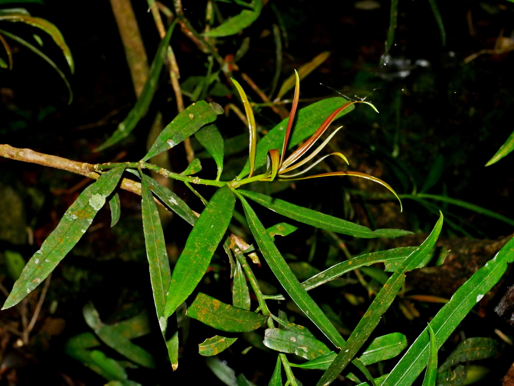 Podocarpus fasciculus; photograph (c) Jacy Chen, some rights reserved (CC BY)