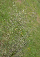 Eragrostis lehmanniana