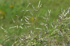 Eragrostis lehmanniana