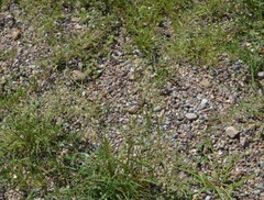 Eragrostis lehmanniana