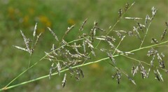 Eragrostis lehmanniana