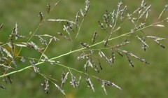 Eragrostis lehmanniana