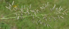 Eragrostis lehmanniana