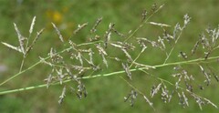 Eragrostis lehmanniana