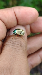 Leptinotarsa flavitarsis