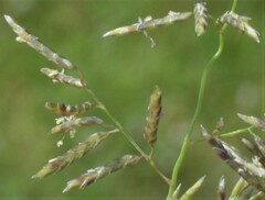 Eragrostis lehmanniana