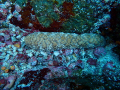 Holothuria fuscocinerea