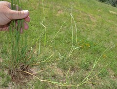 Eragrostis lehmanniana