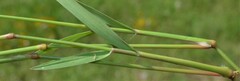 Eragrostis lehmanniana