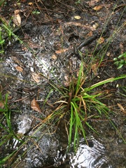 Carex lonchocarpa