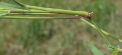 Eragrostis lehmanniana