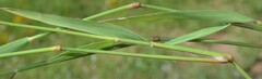 Eragrostis lehmanniana