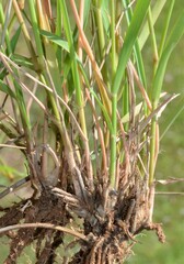 Eragrostis lehmanniana
