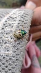 Leptinotarsa flavitarsis