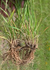 Eragrostis lehmanniana
