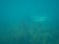 Myliobatis tenuicaudatus