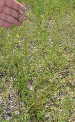 Eragrostis lehmanniana
