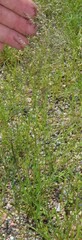 Eragrostis lehmanniana