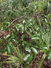 Carpinus caroliniana caroliniana