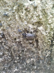 Cypherotylus californicus