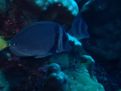 Prionurus laticlavius