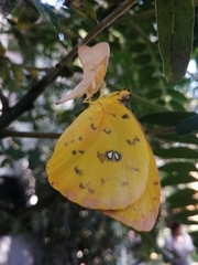 Phoebis philea philea