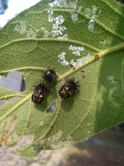 Epilachna mexicana
