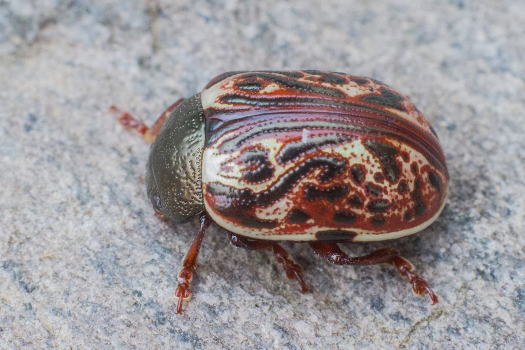 Russet Alder Leaf Beetle