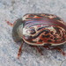 Russet Alder Leaf Beetle - Photo (c) Fyn Kynd, some rights reserved (CC BY-SA), uploaded by Fyn Kynd