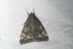 Catocala briseis