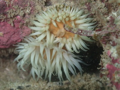 Anthothoe albocincta