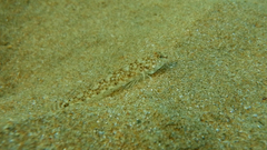 Pomatoschistus marmoratus