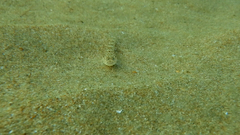 Pomatoschistus marmoratus