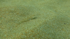 Pomatoschistus marmoratus